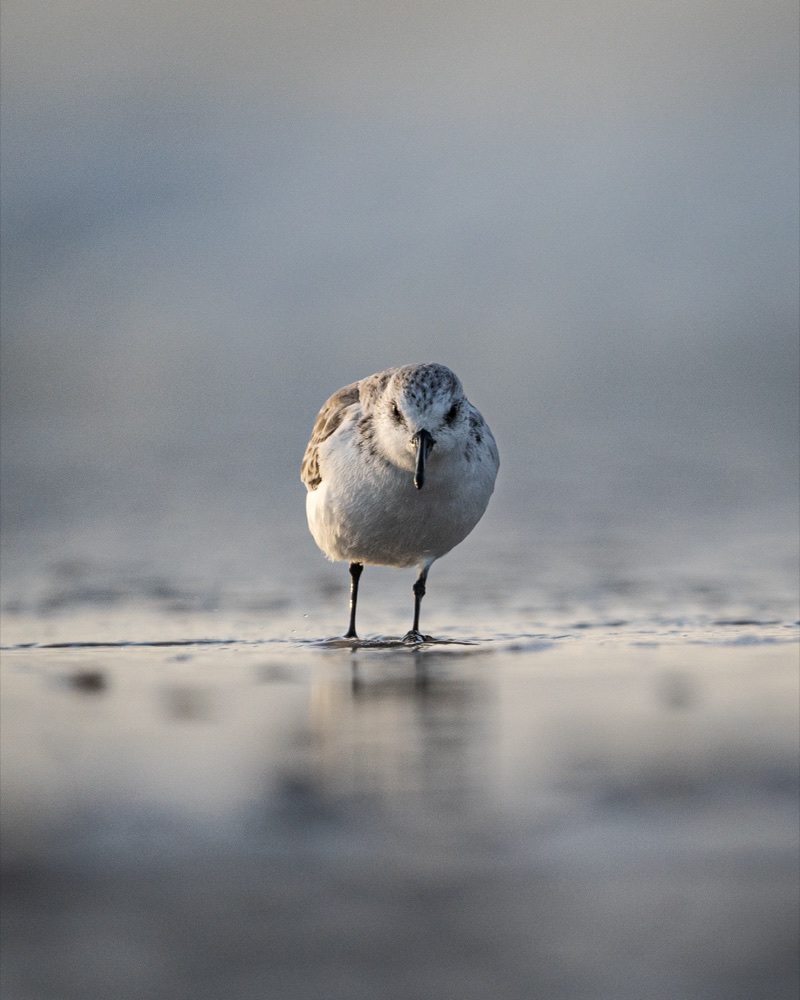 Einzelner Strandläufer, in sich ruhend, im weichen Morgenlicht